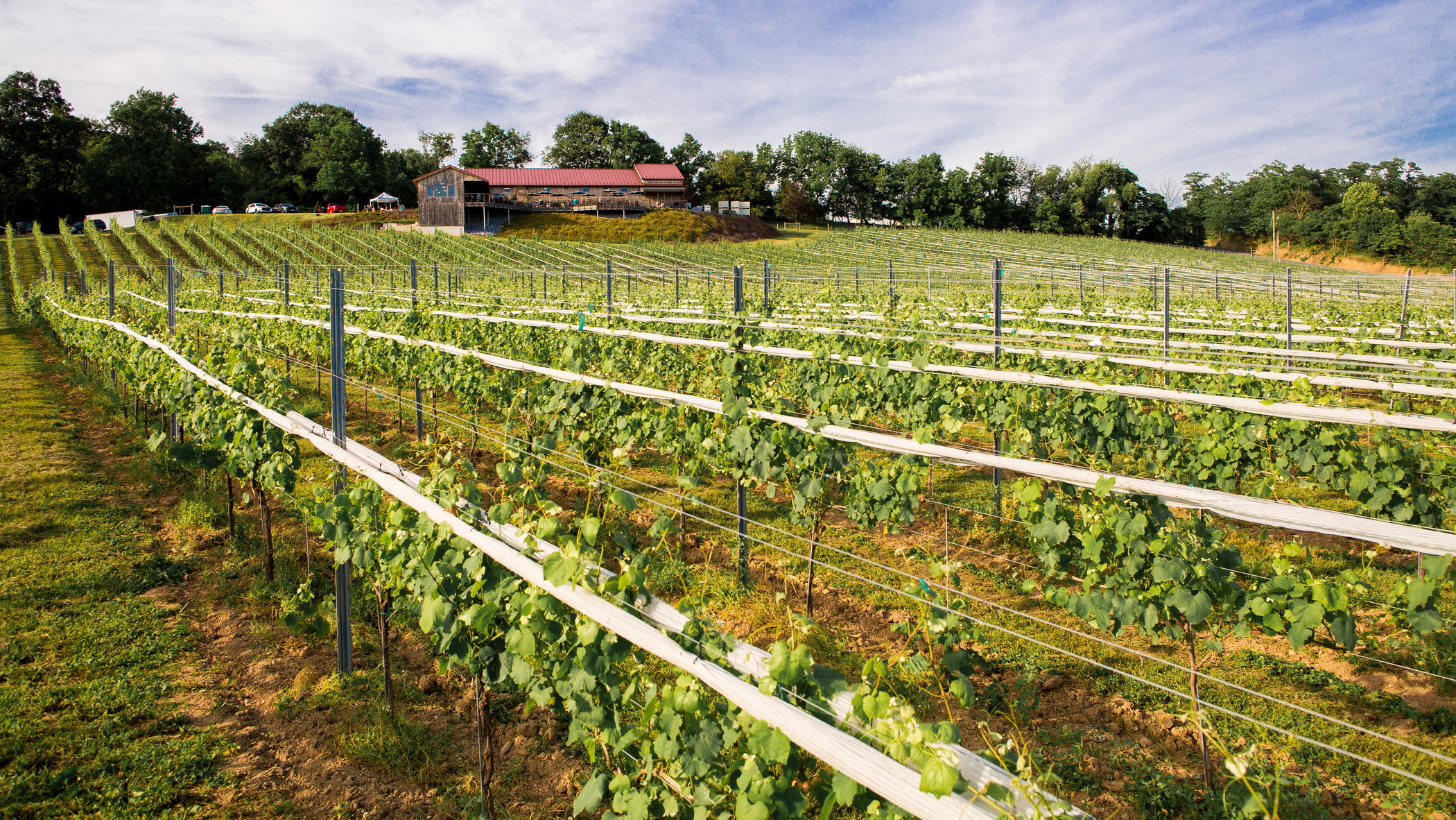 The Vineyard At Grandview Wedding